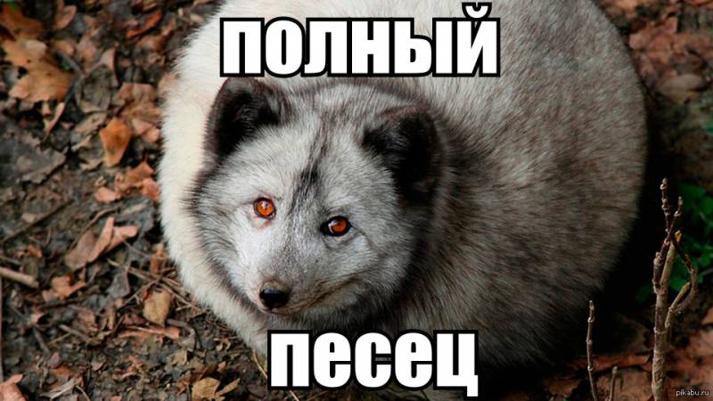 Полный писец.jpg