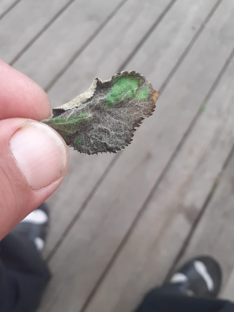 пораженный лист.jpg