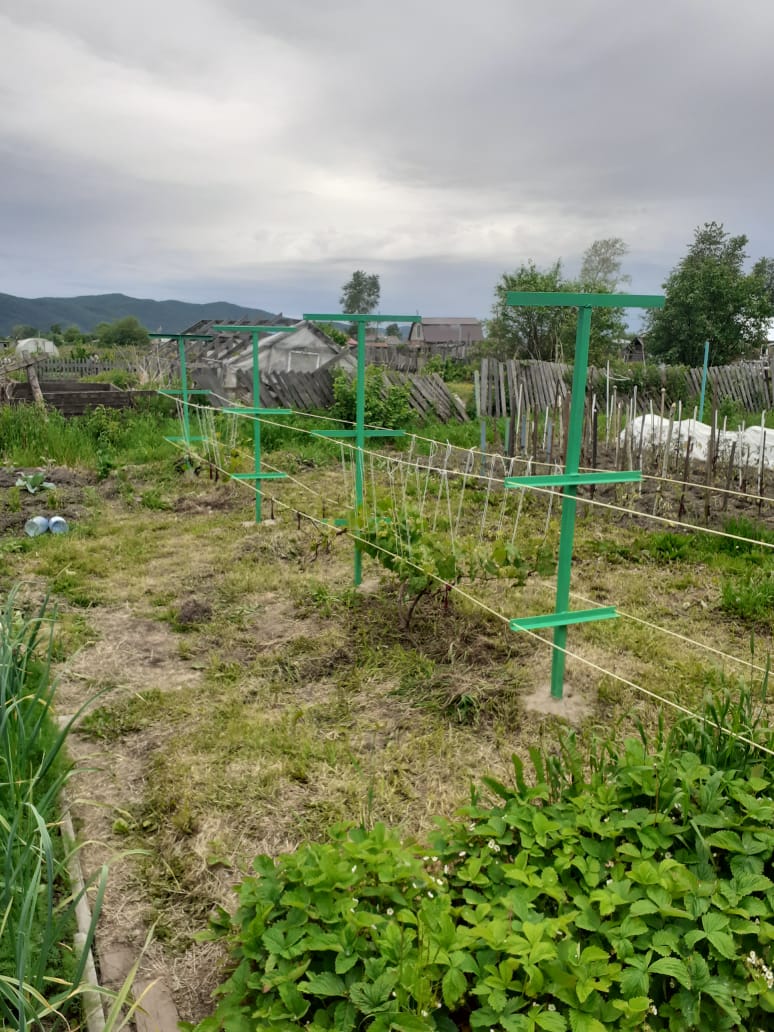 привязка на шпалеру.jpg