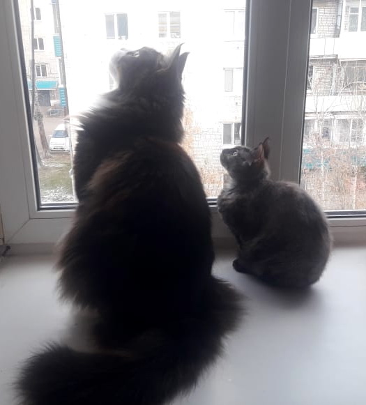 Птички.jpg