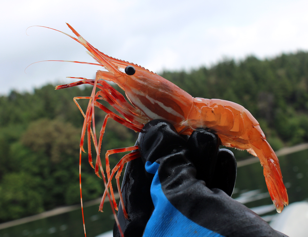 puget-sound-spot-shrimp.jpg