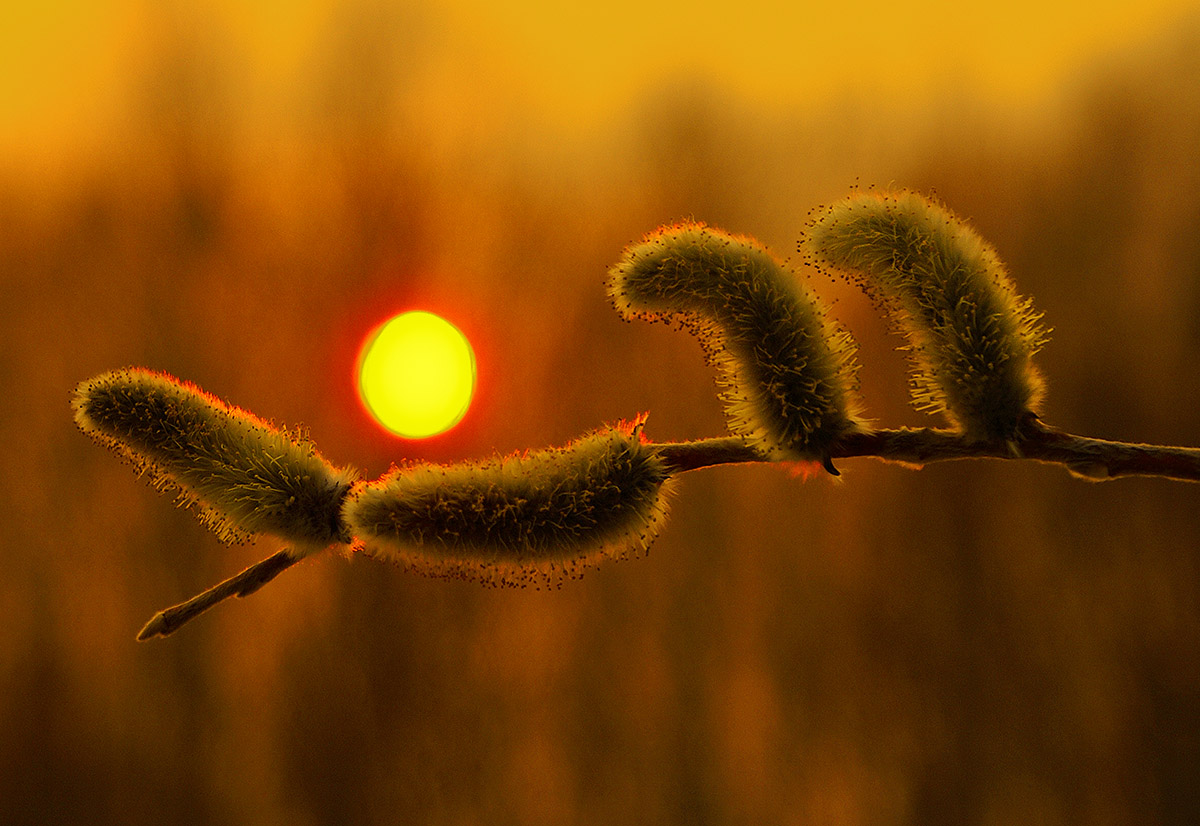 Пушистики Макро Минченко Александр.jpg