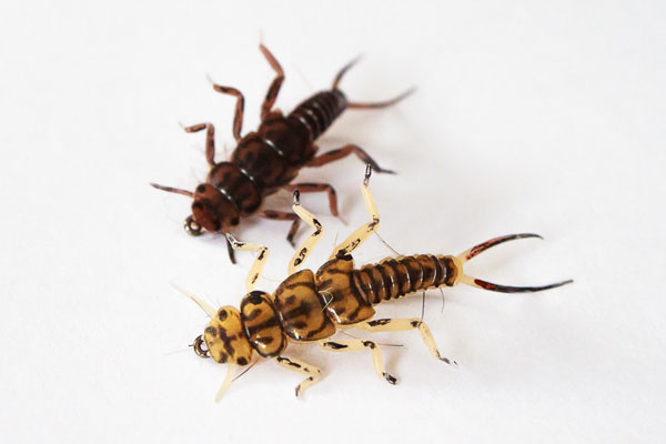 Realistic-Stonefly-Nymph-3.jpg