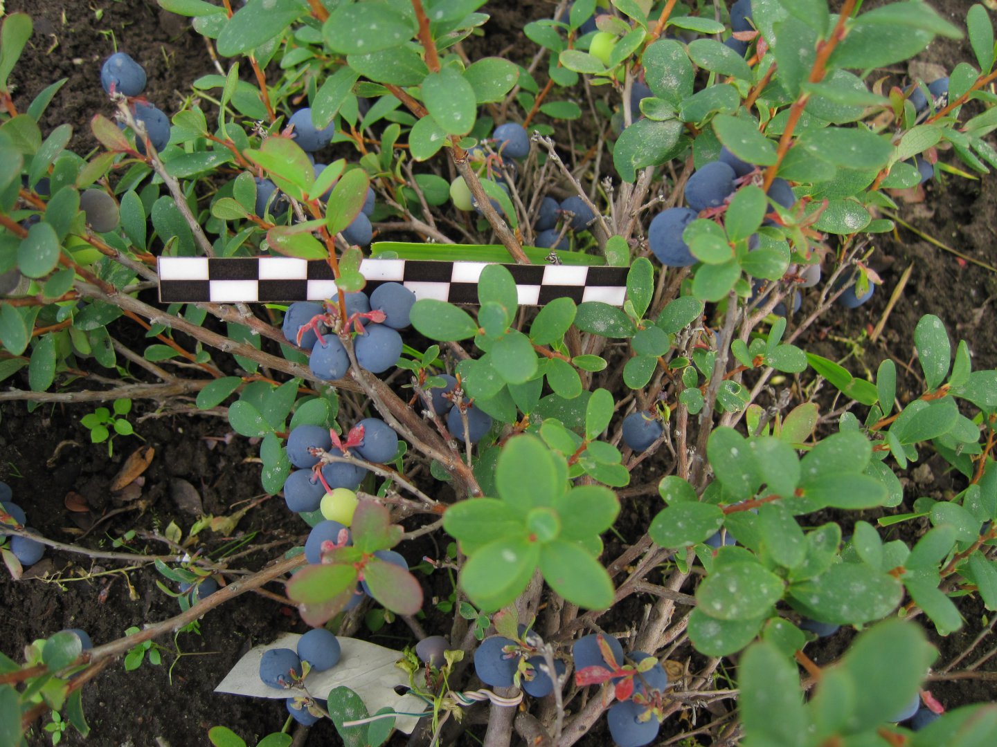 Рис. 29. Голубика топяная, сорт Шегарская.jpg