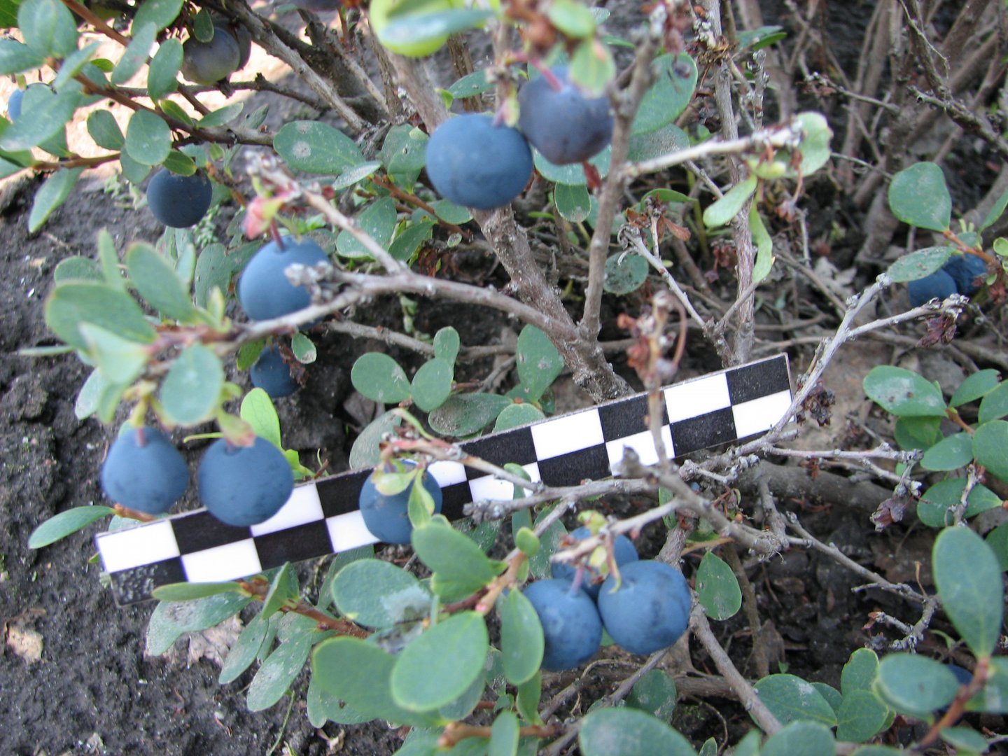 Рис. 30. Голубика топяная, форма № 21 (5-31)..jpg