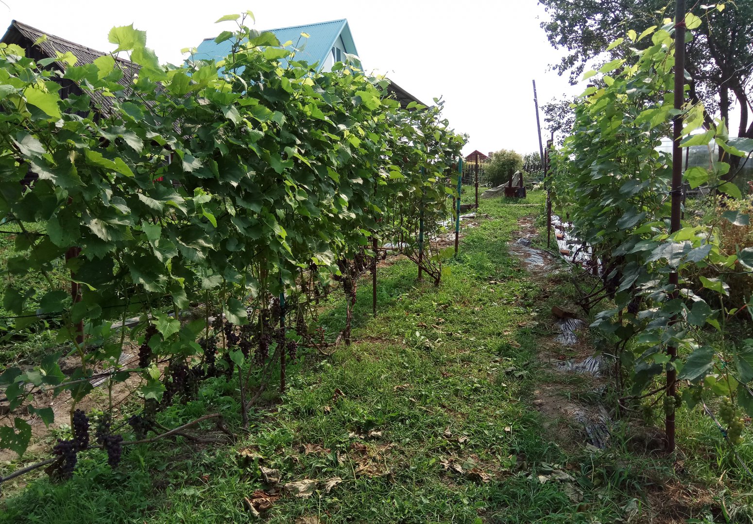 Ряд Альфа.jpg