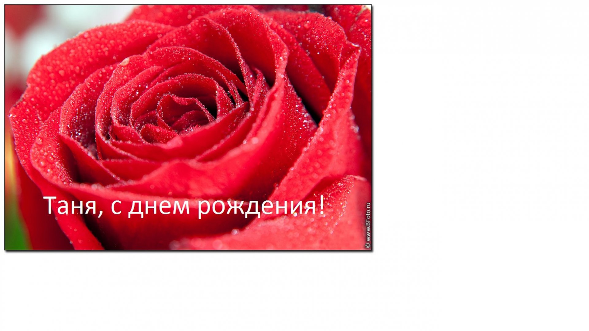 Роза.jpg