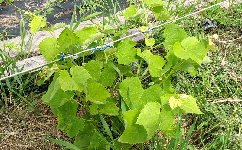 Русский конкорд.jpg