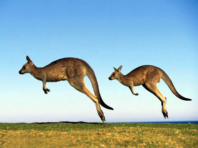 Рыжий-кенгуру_Red-Kangaroo-3.jpg