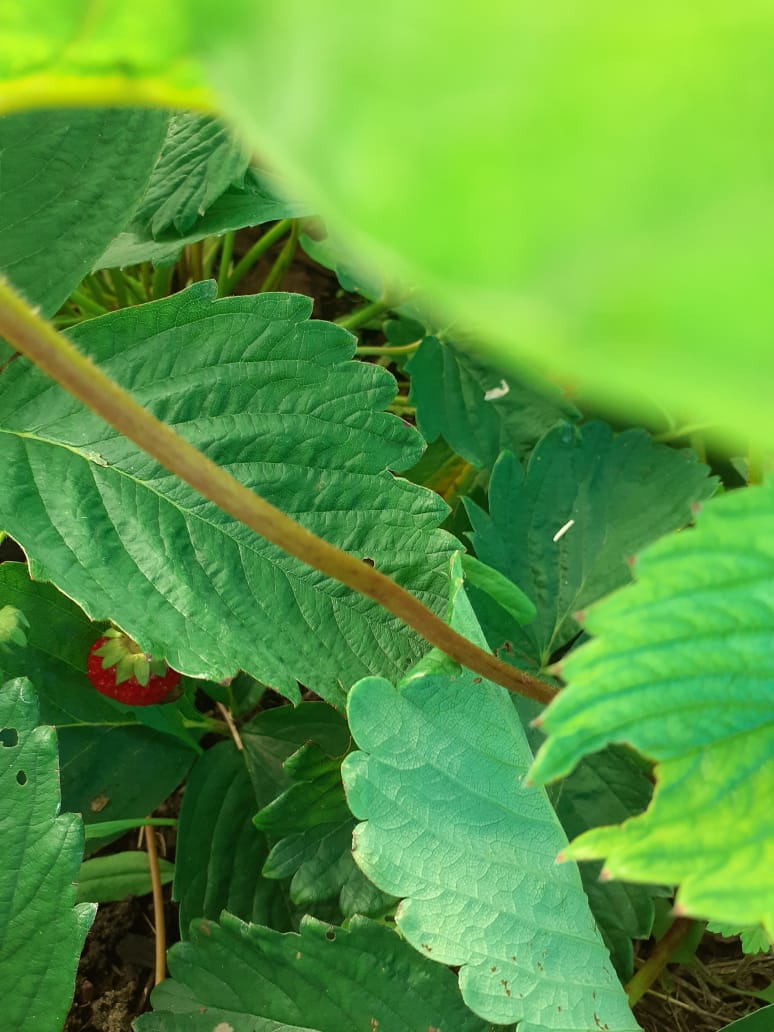 садовая земляника 1.jpg