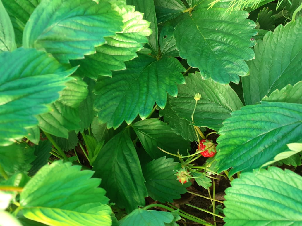 садовая земляника 2.jpg