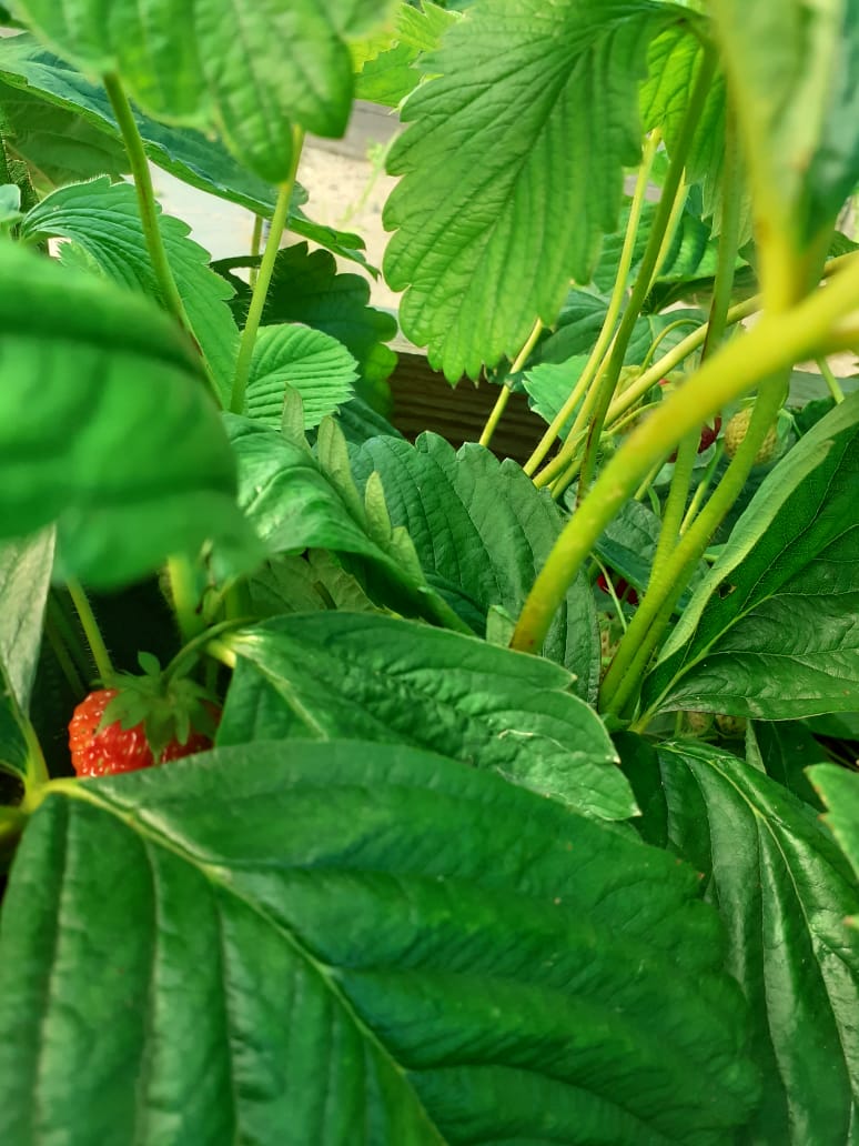 садовая земляника.jpg