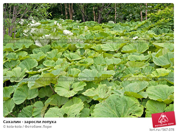 sahalin-zarosli-lopuha-0000567078-preview.jpg