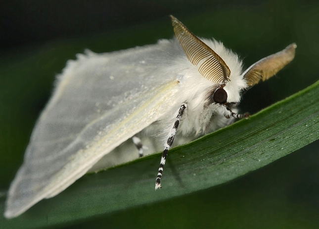 sakura-notobug-gemibug-ff.jpg