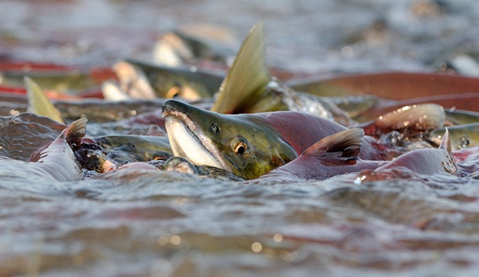 salmon-5.jpg