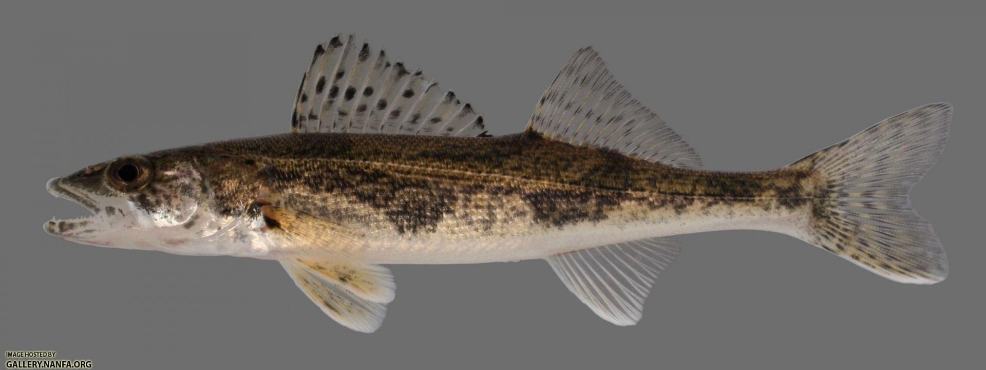 Sander canadensis  Sauger  2000.jpg