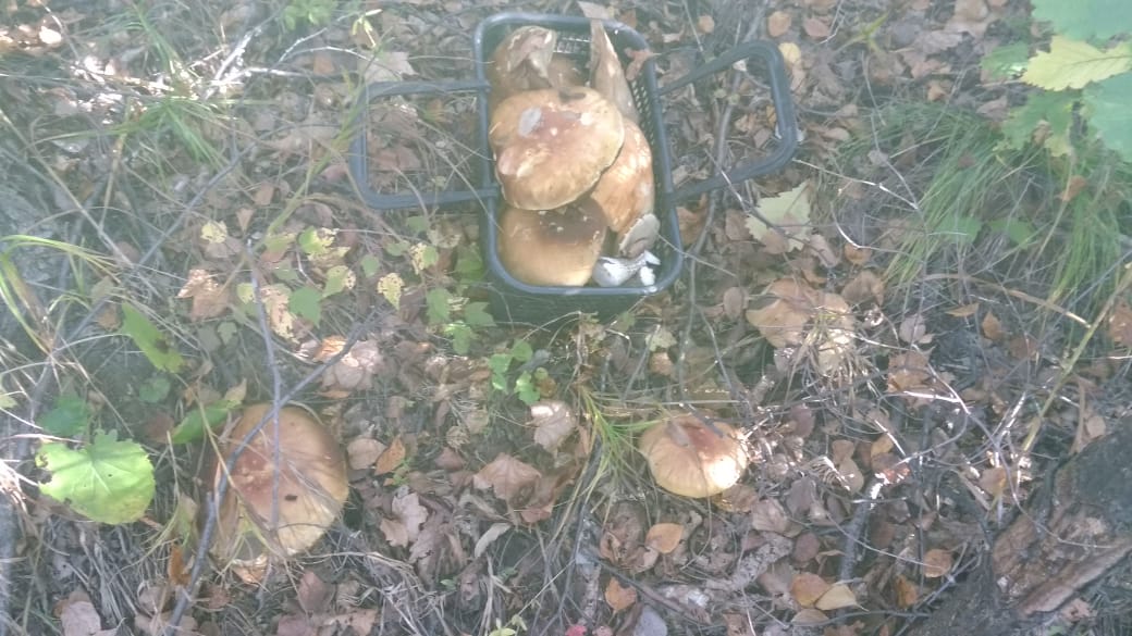 SAVE_20180930_184916.jpeg