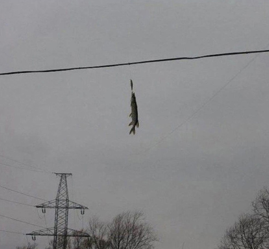 Щука.jpg