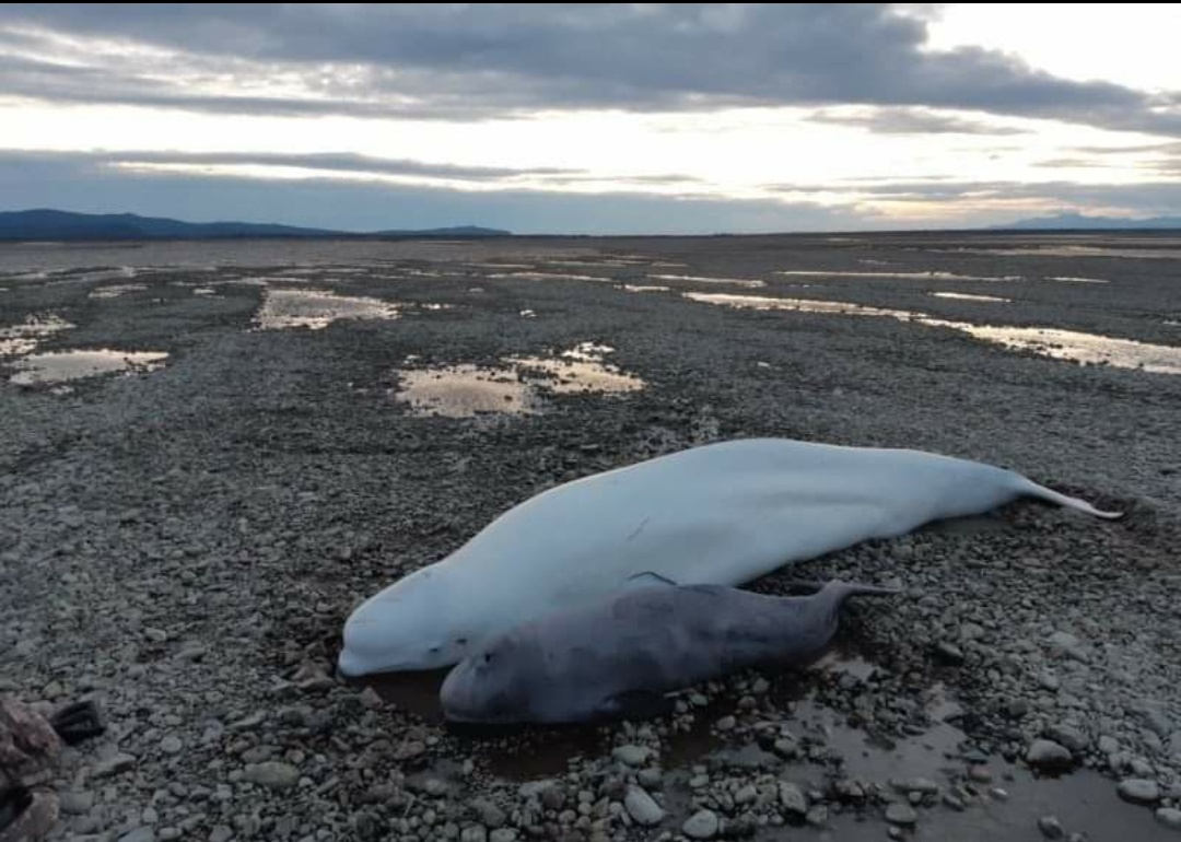 Screenshot_20201016-092518.jpg
