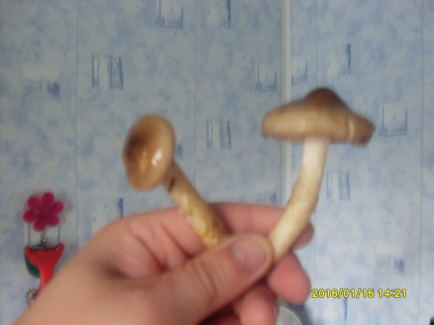 SDC10677.JPG