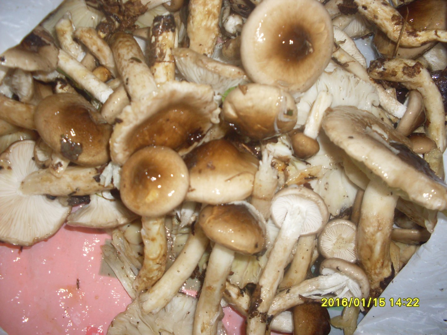 SDC10679.JPG