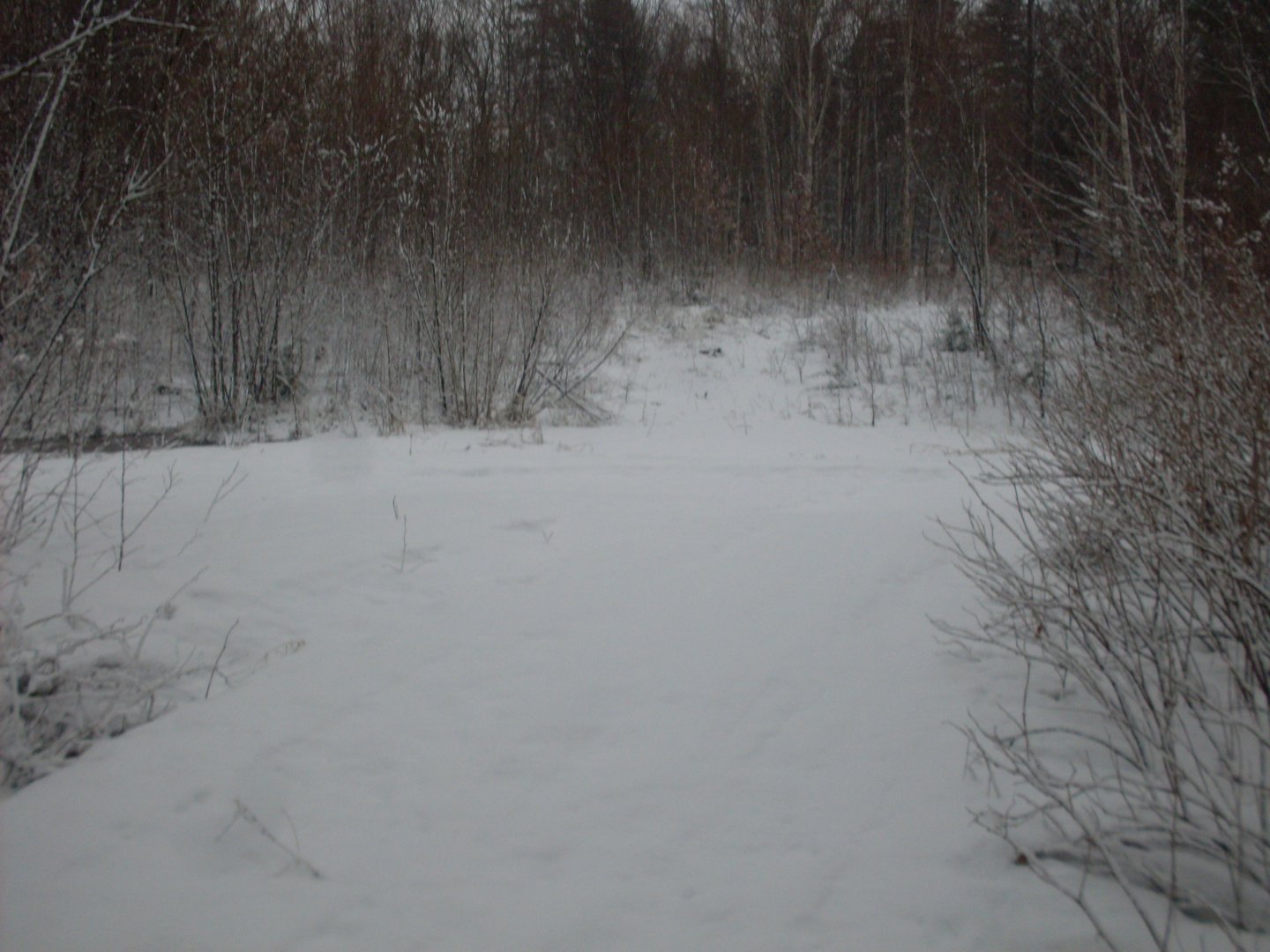 SDC11071.JPG