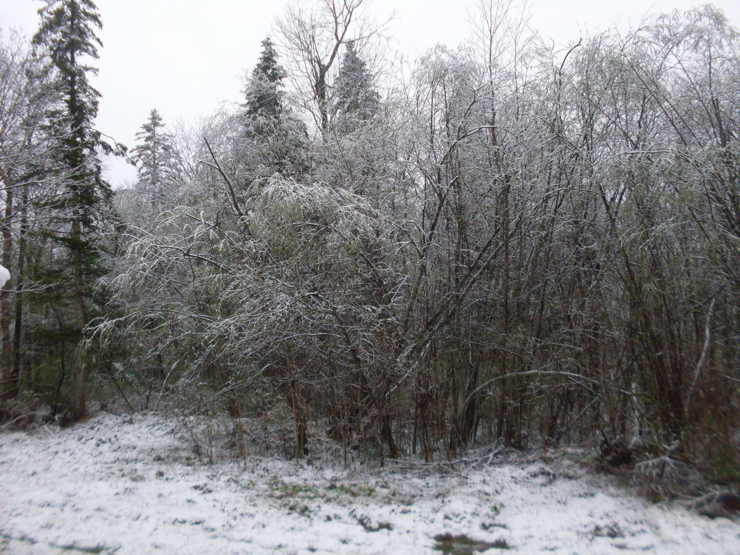 SDC11168.JPG