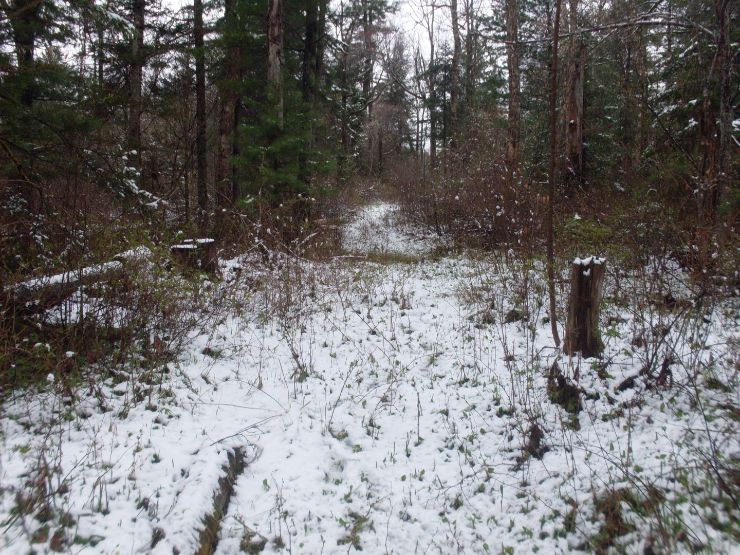 SDC11172.JPG