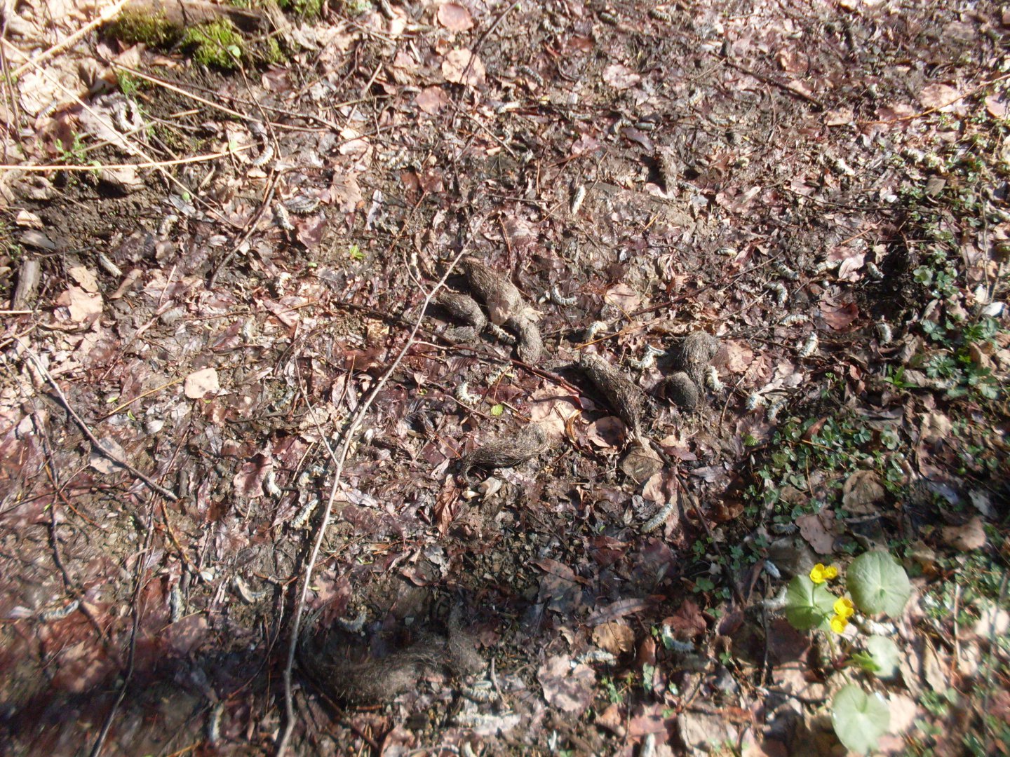 SDC11192.JPG