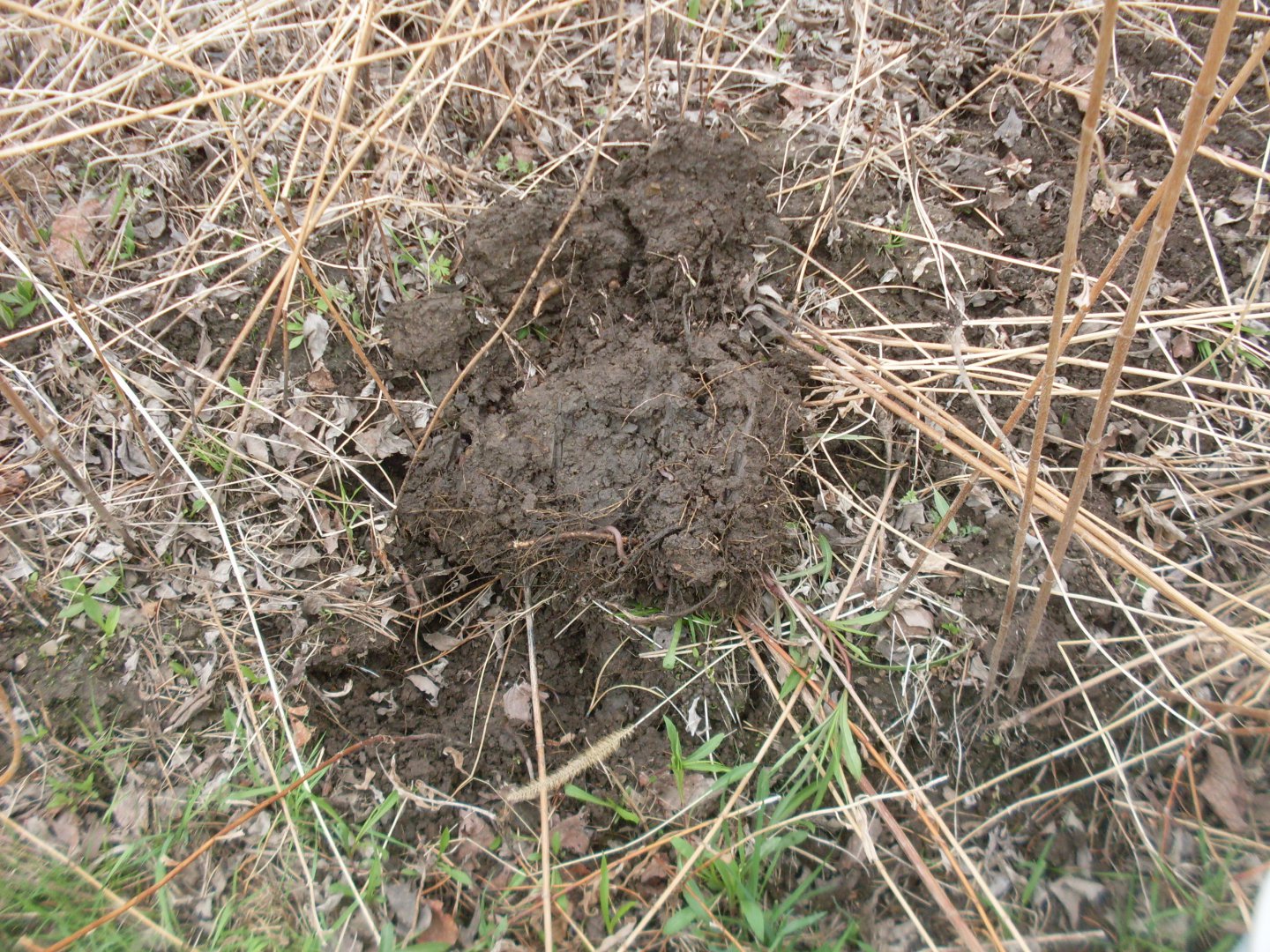 SDC11214.JPG