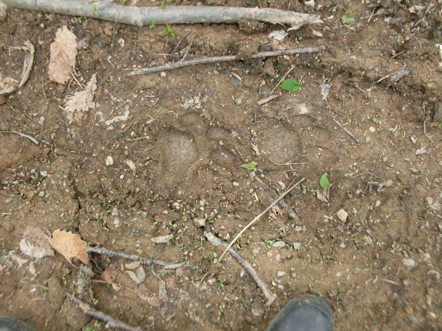 SDC11281.JPG