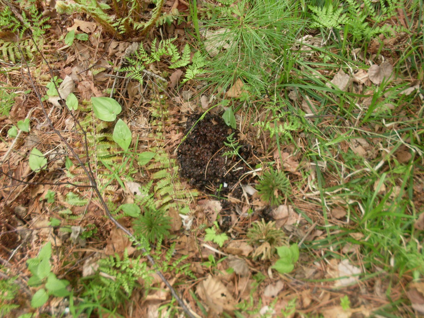 SDC11287.JPG