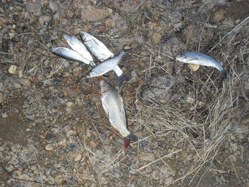 SDC13043.JPG