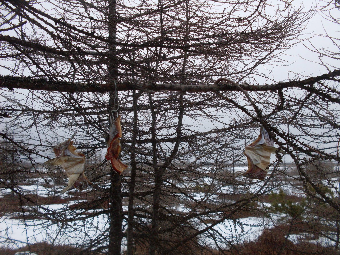 SDC18103.JPG
