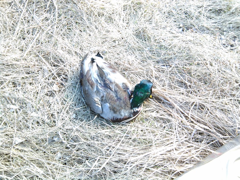 селезень.jpg