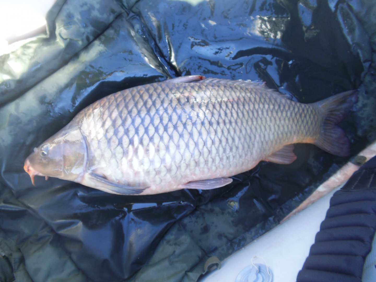 Сезон 2016 264.jpg