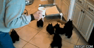 шенки загрузки.gif