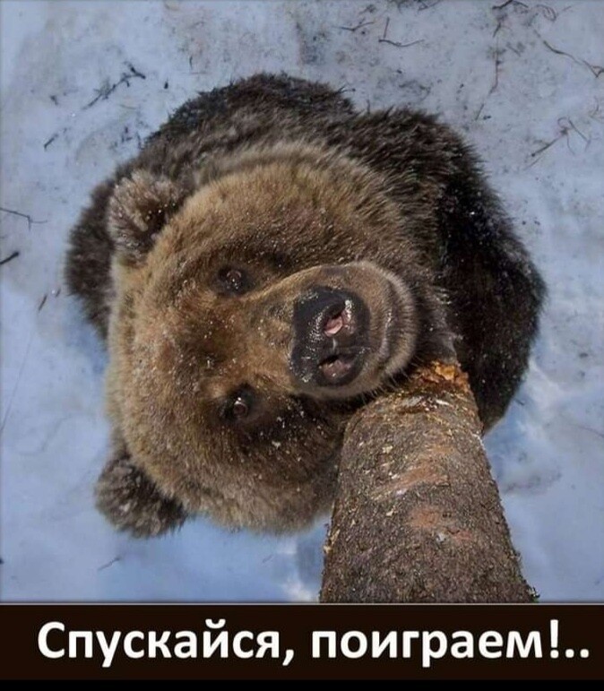 шгд.jpg