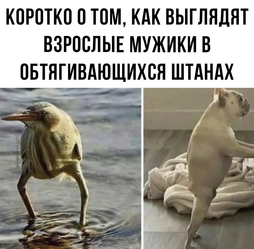 Штаны.jpg