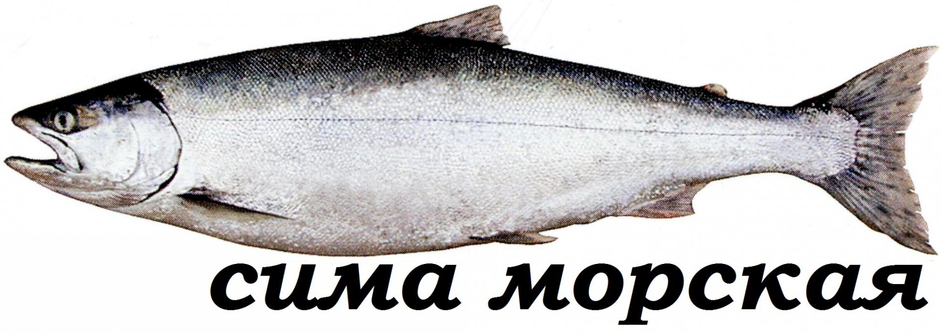 sima.jpg
