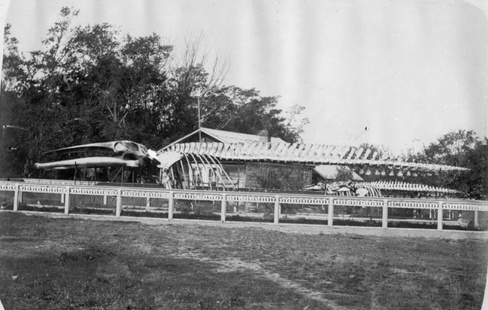 Скелеты кита и касатки.jpg