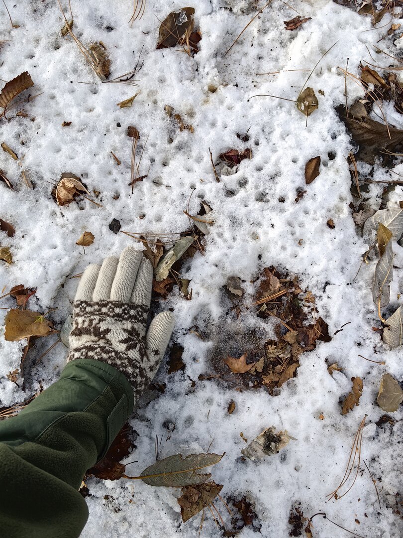 след тигр 10 см.jpg