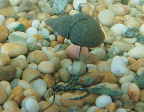 SNAIL-POPPED-UP--500x500.jpg