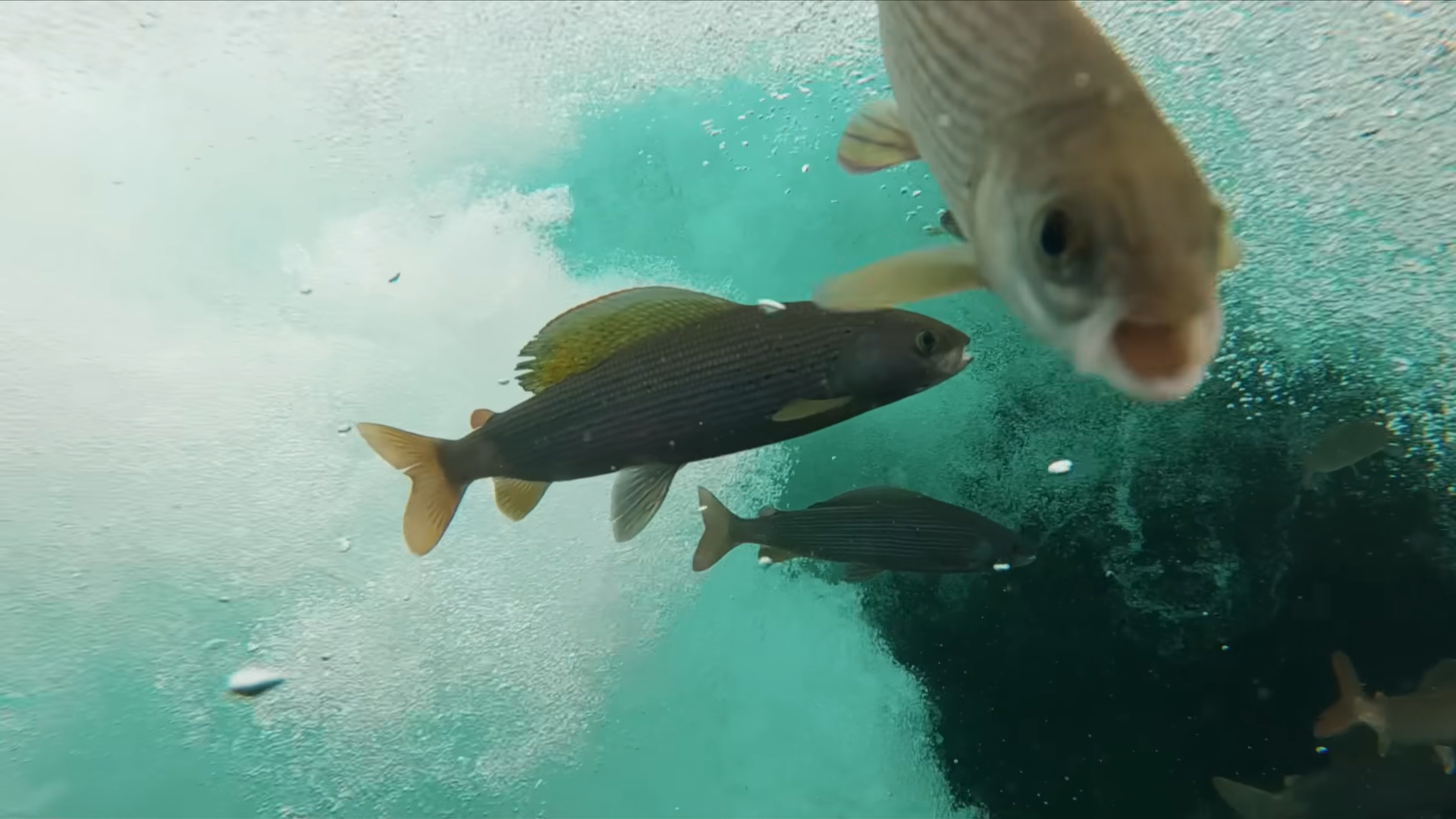 Снимок экрана 2025-12-17 120000.png