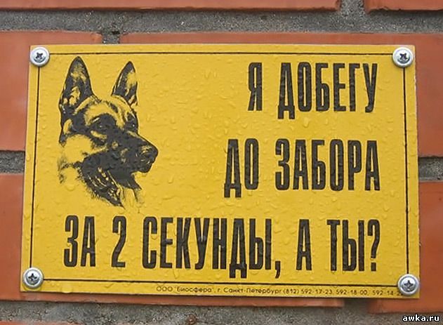 собака.jpg