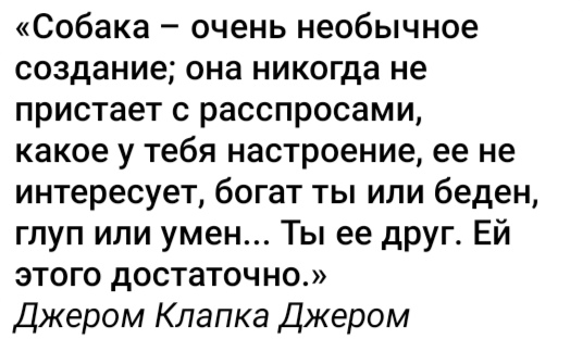 собака.jpg