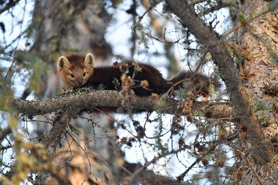Соболь -222.jpg