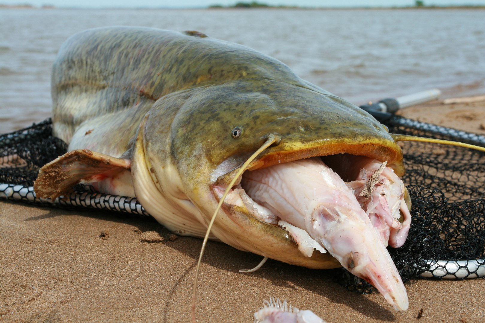 Какая самая крупная пресноводная рыба калининградской области. Европейский сом людоед. Silurus GLANIS рыба. Сенгилеевское водохранилище сом людоед. Сом на Сенгилеевском водохранилище.