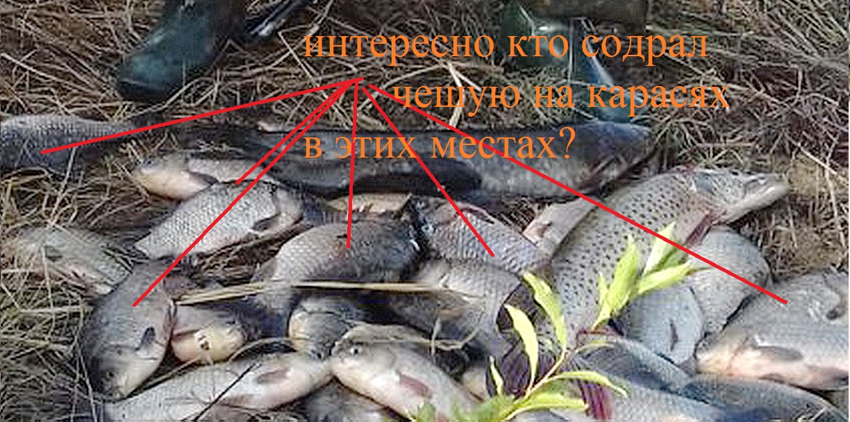 сомик.jpg