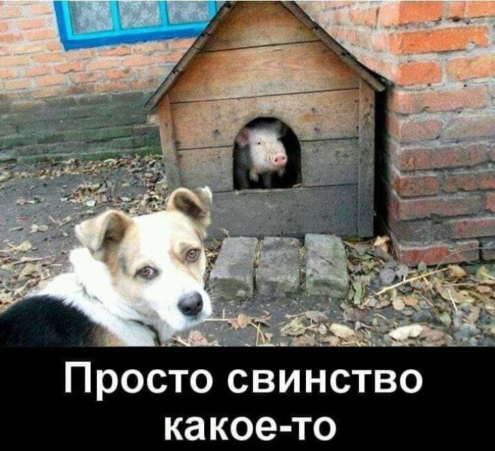 свинство.jpg